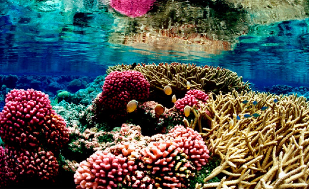 GOVERNMENTS: PROTECT THE CORAL REEFS!